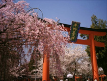 平野神社