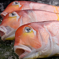 「甘鯛（ぐぢ）」秋から冬にかけて関西ではおなじみの高級魚です