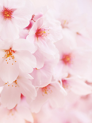 春爛漫 桜情報